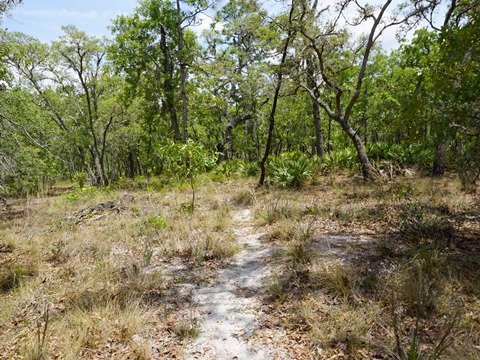 Chassahowitzka Wildlife Management Area, eco-biking