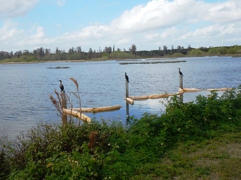 Circle B Bar Reserve, Florida eco-biking