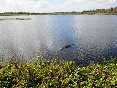 Circle B Bar Reserve, Florida eco-biking