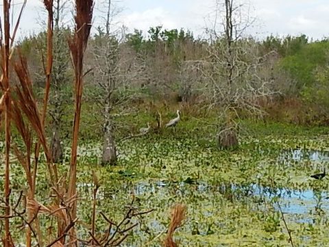 Circle B Bar Reserve, Florida eco-biking