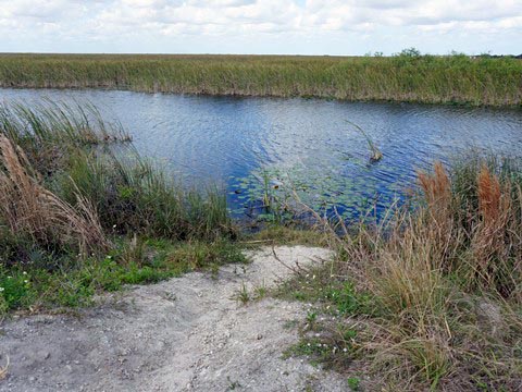 Everglades, Conservation Levee Greenway