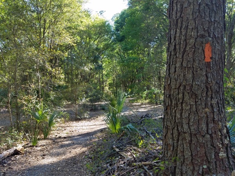 Marjorie Harris Carr Cross Florida Greenway, Marshall Swamp