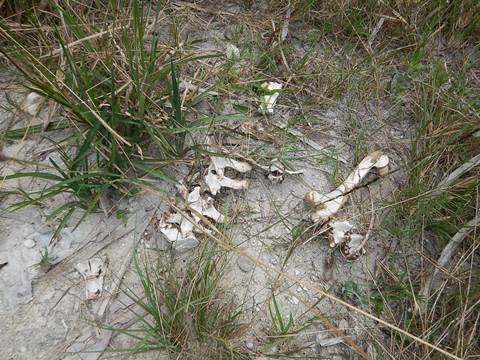 Florida Bike Trails, Dixie Mainline