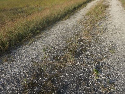 Everglades, Southern Glades Trail