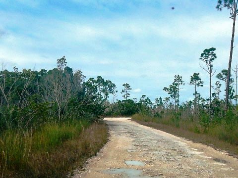 Everglades, Long Pine Key Nature Trail