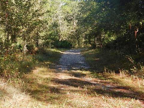 Goethe State Forest, Florida eco-biking and hiking