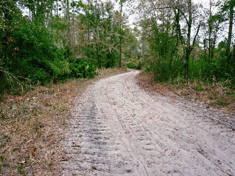 Goethe State Forest, Florida eco-biking and hiking