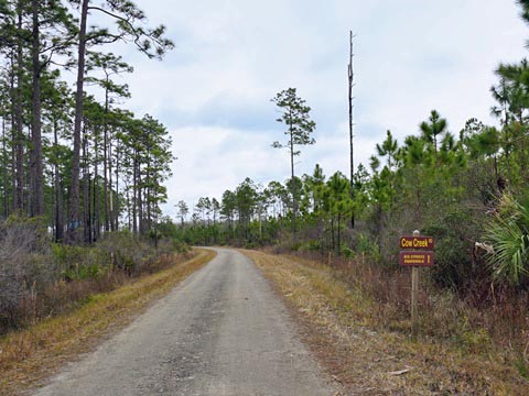 Goethe State Forest, Florida eco-biking and hiking