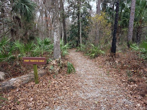 Goethe State Forest, Florida eco-biking and hiking