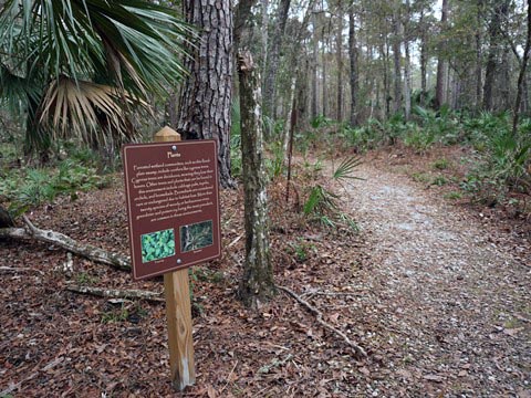 Goethe State Forest, Florida eco-biking and hiking