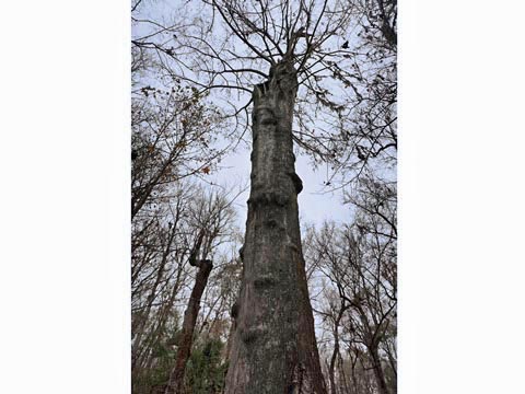 Goethe State Forest, Florida eco-biking and hiking