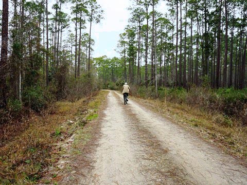 Goethe State Forest, Florida eco-biking and hiking