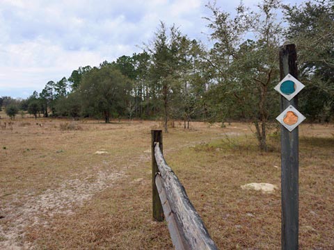 Goethe State Forest, Florida eco-biking and hiking