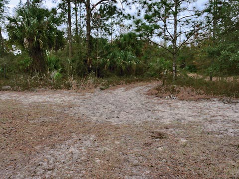 Goethe State Forest, Florida eco-biking and hiking