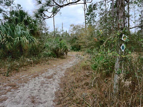 Goethe State Forest, Florida eco-biking and hiking