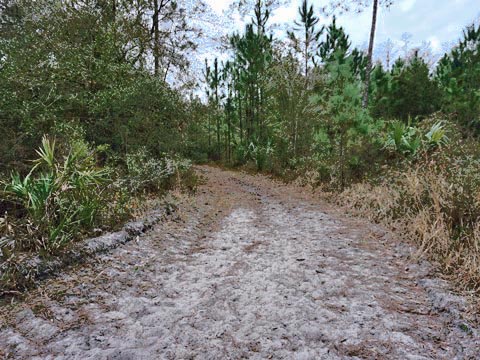 Goethe State Forest, Florida eco-biking and hiking