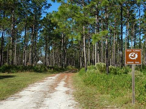 Goethe State Forest, Florida eco-biking and hiking