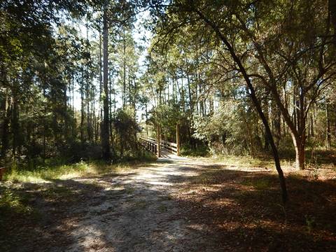 Goethe State Forest, Florida eco-biking and hiking