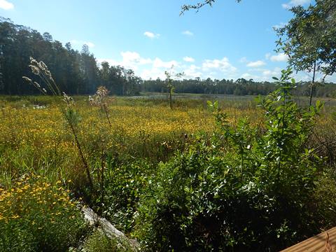 Goethe State Forest, Florida eco-biking and hiking