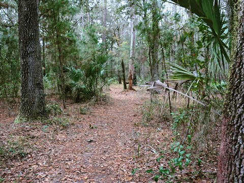 Goethe State Forest, Florida eco-biking and hiking