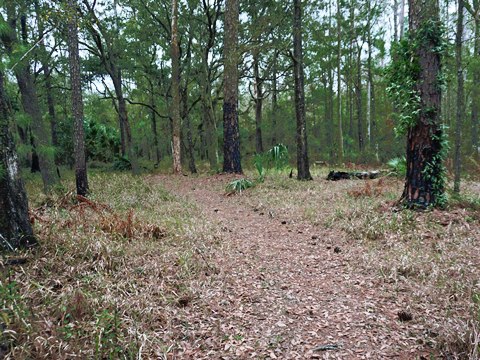 Goethe State Forest, Florida eco-biking and hiking