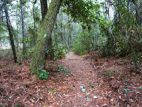 Goethe State Forest, Florida eco-biking and hiking