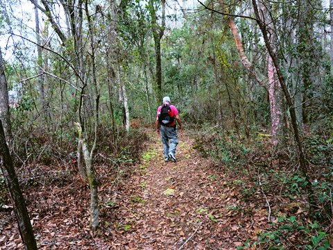 Goethe State Forest, Florida eco-biking and hiking