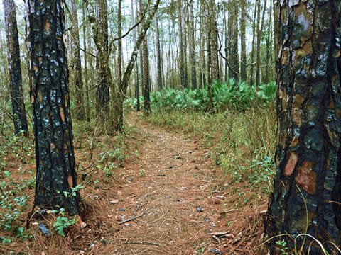 Goethe State Forest, Florida eco-biking and hiking