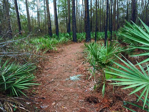 Goethe State Forest, Florida eco-biking and hiking