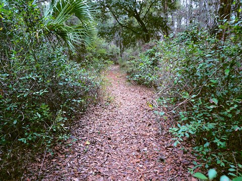 Goethe State Forest, Florida eco-biking and hiking