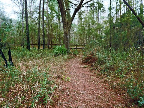 Goethe State Forest, Florida eco-biking and hiking