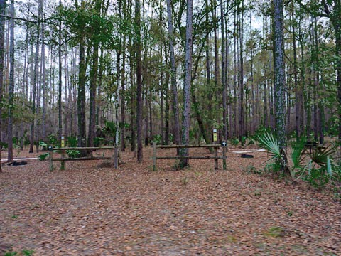 Goethe State Forest, Florida eco-biking and hiking