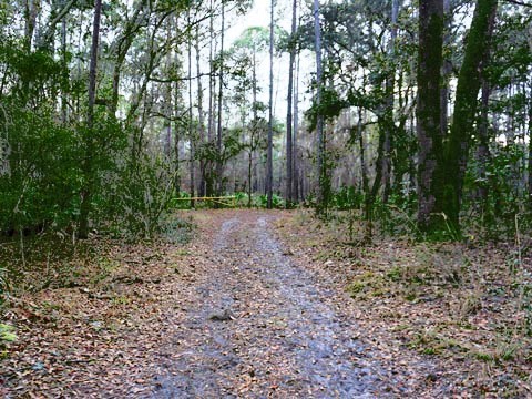 Goethe State Forest, Florida eco-biking and hiking