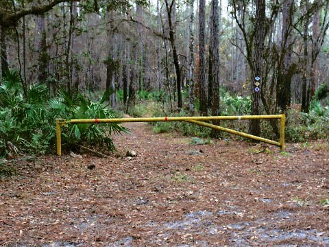 Goethe State Forest, Florida eco-biking and hiking