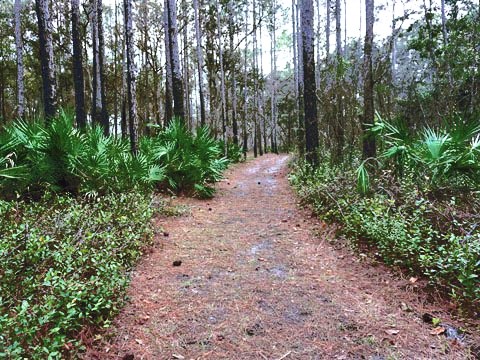 Goethe State Forest, Florida eco-biking and hiking