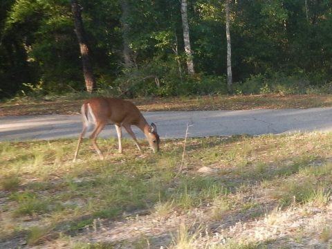 Gold Head Branch State Park, eco-biking and hiking