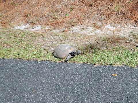 Inglis Dam Recreation Area, Florida eco-biking