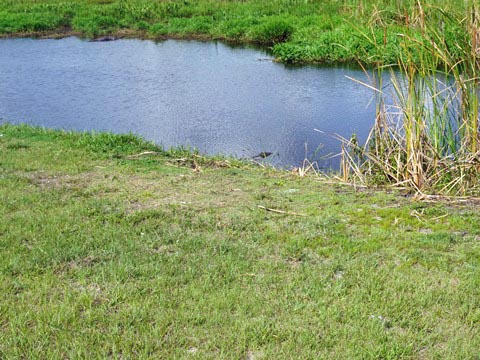 Kissimeee Prairie Preserve State Park, Florida eco-hiking