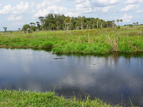 Kissimeee Prairie Preserve State Park, Florida eco-hiking