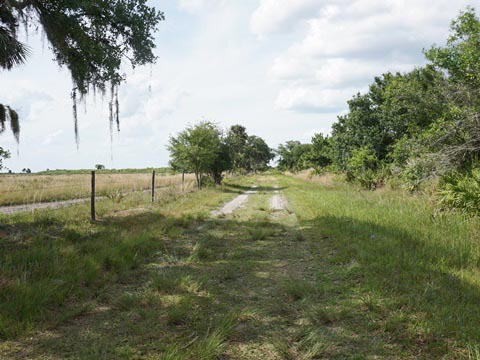 Kissimeee Prairie Preserve State Park, Florida eco-hiking