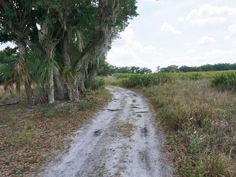 Kissimeee Prairie Preserve State Park, Florida eco-hiking