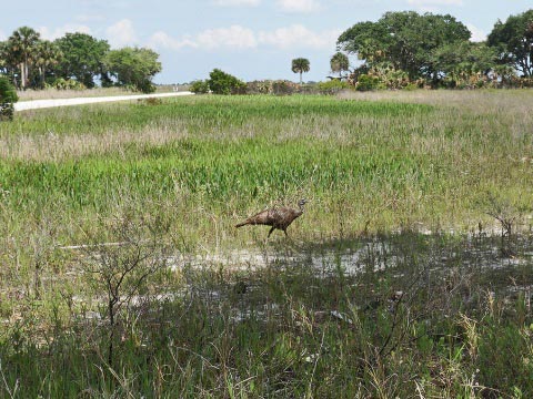 Kissimeee Prairie Preserve State Park, Florida eco-hiking