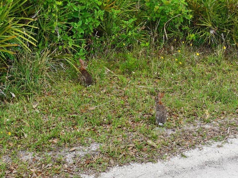 Kissimeee Prairie Preserve State Park, Florida eco-hiking