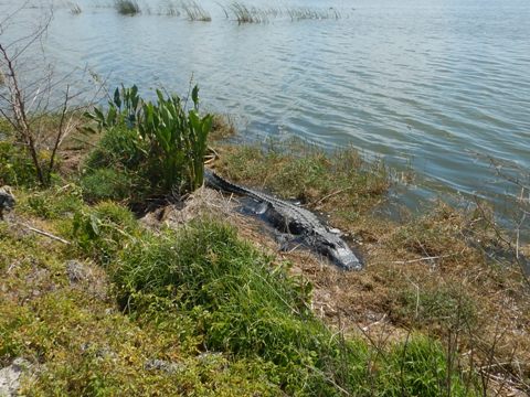 Lake Apopka Loop Trail