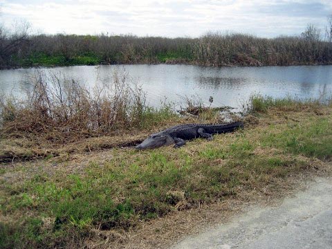 Lake Apopka Loop Trail