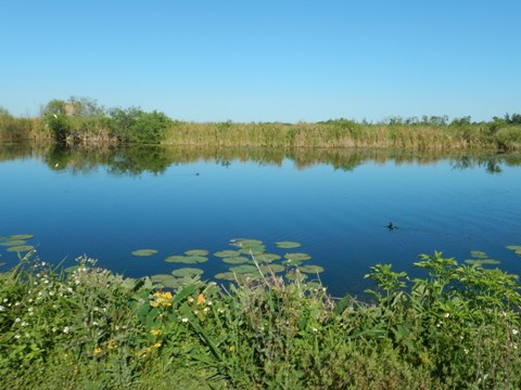 Lake Apopka Loop Trail