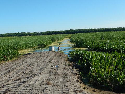 Lake Apopka Loop Trail