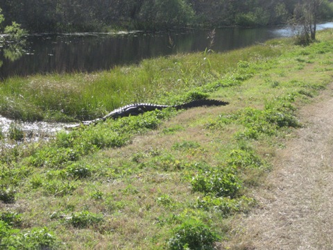 Lake Apopka Loop Trail