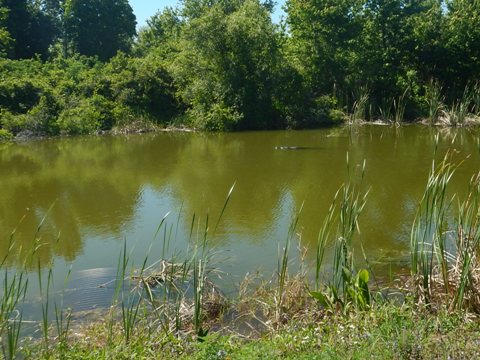 Lake Apopka Loop Trail