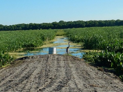 Lake Apopka Loop Trail